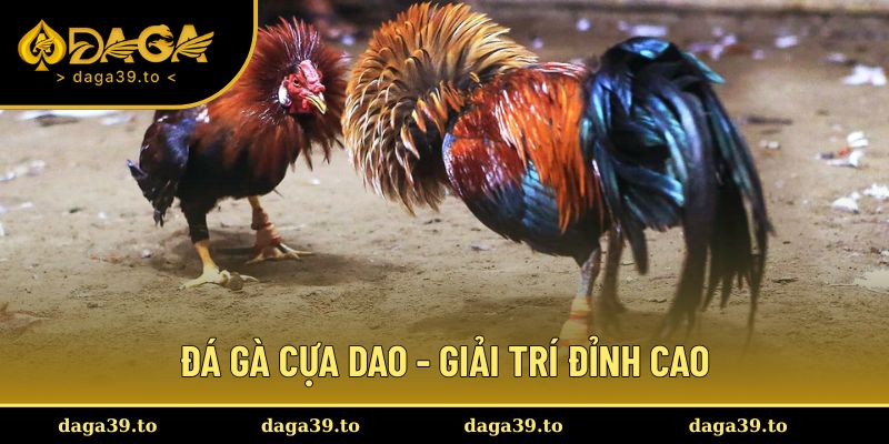 Đá gà cựa dao
