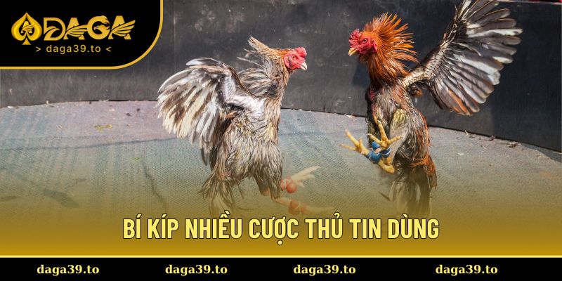 Kinh nghiệm được nhiều chuyên gia sử dụng