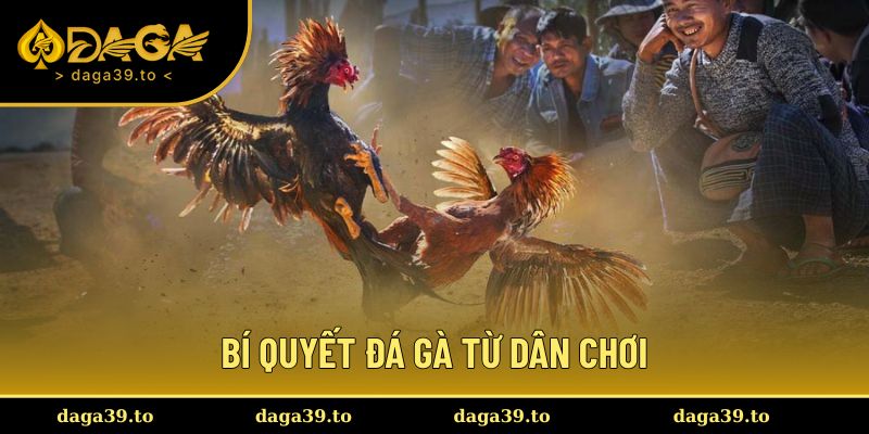 Bí quyết cược gà từ dân chuyên