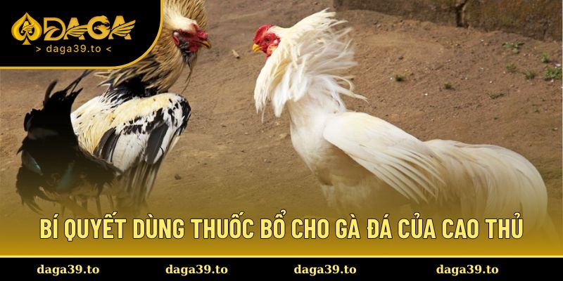 Bí quyết dùng thuốc bổ cho gà đá của cao thủ