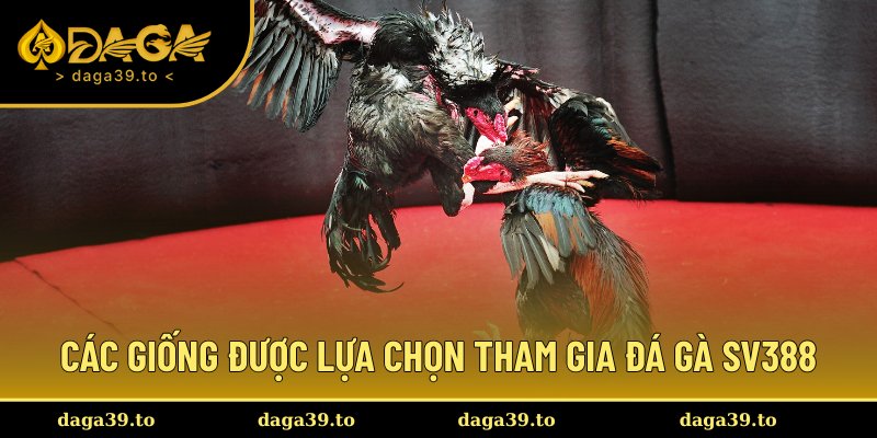 Các giống gà chiến được tuyển chọn