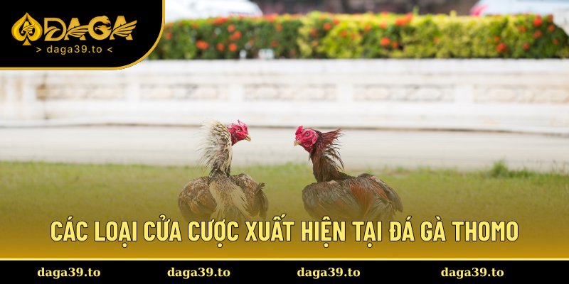 Ba cửa cược phổ biến được nhà cái áp dụng