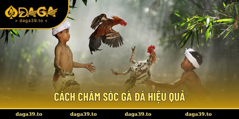 cách chăm sóc gà đá