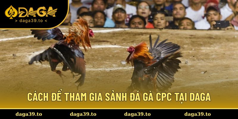 Cách để tham gia sảnh đá gà CPC tại DAGA