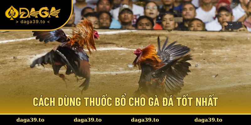 Cách dùng thuốc bổ cho gà đá tốt nhất