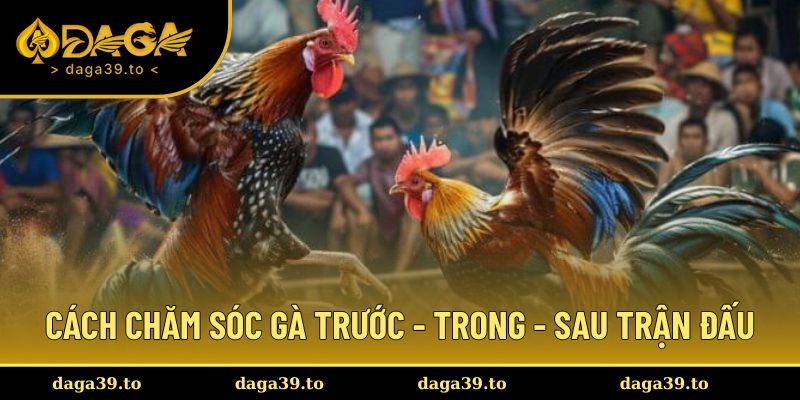 Cách chăm sóc gà đá trước, trong và sau trận