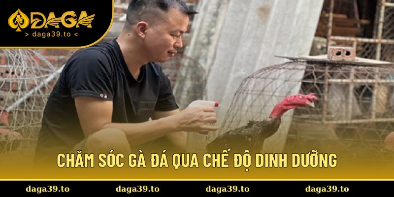 Chế độ dinh dưỡng cho gà đá