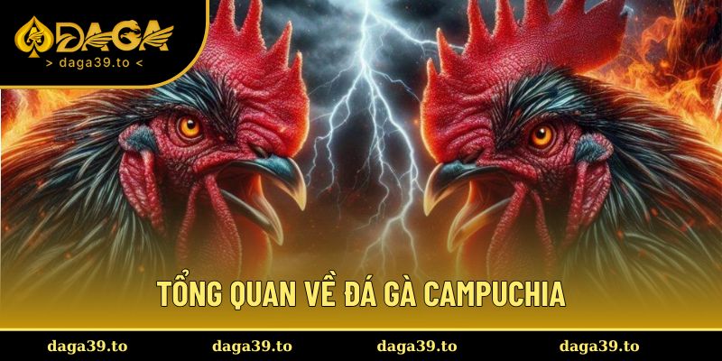 Giới thiệu về đá gà Campuchia