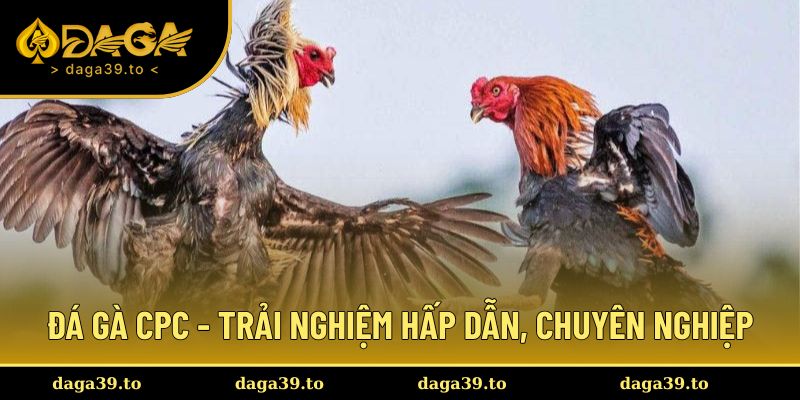 Đá gà CPC