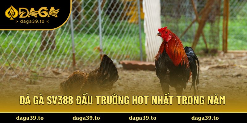 Đá gà Sv388