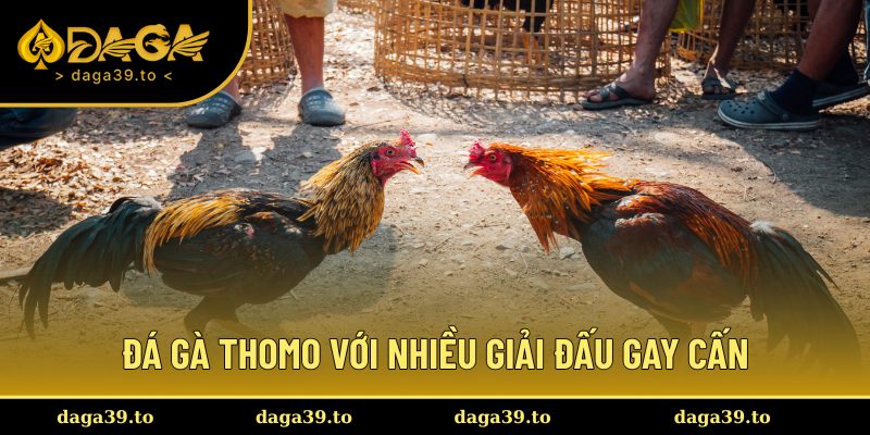 đá gà Thomo