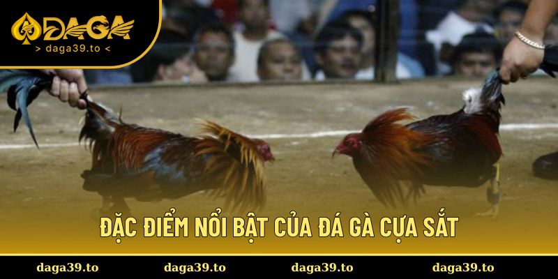Đặc điểm nổi trội đá gà cựa sắt