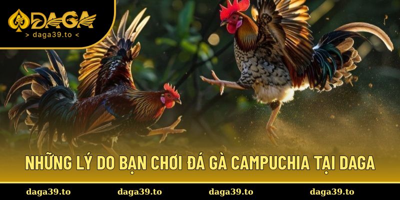 DAGA – Sân chơi lý tưởng cho dân đá gà