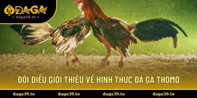 Chọi gà Thomo đấu trường gà nổi tiếng