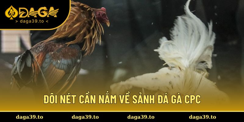 Đôi nét cần nắm về sảnh đá gà CPC