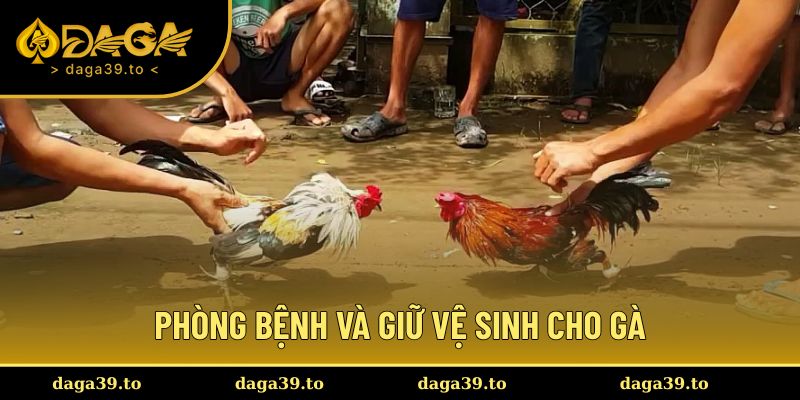 Giữ vệ sinh và phòng bệnh cho chiến kê