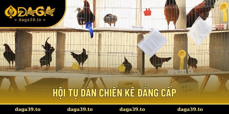 Sở hữu đội hình chiến kê tinh nhuệ, sẵn sàng chinh phục mọi sới gà