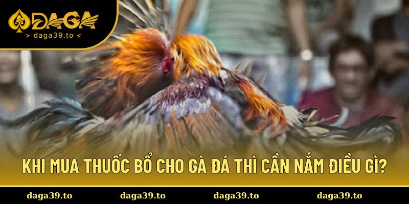 Khi mua thuốc bổ cho gà đá thì cần nắm điều gì?