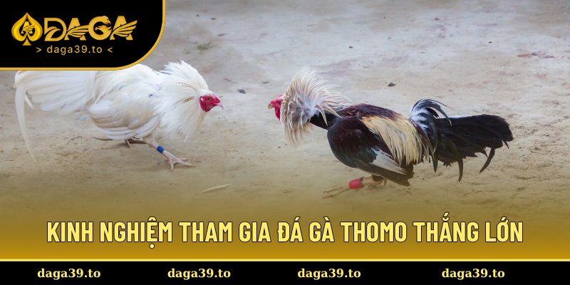 Bí quyết chơi thắng lớn từ những cao thủ đá gà lâu năm