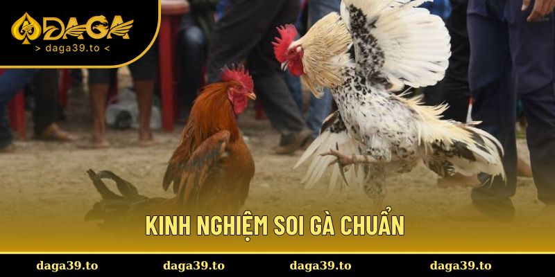 Đọc kỹ kinh nghiệm soi chiến kê chuẩn