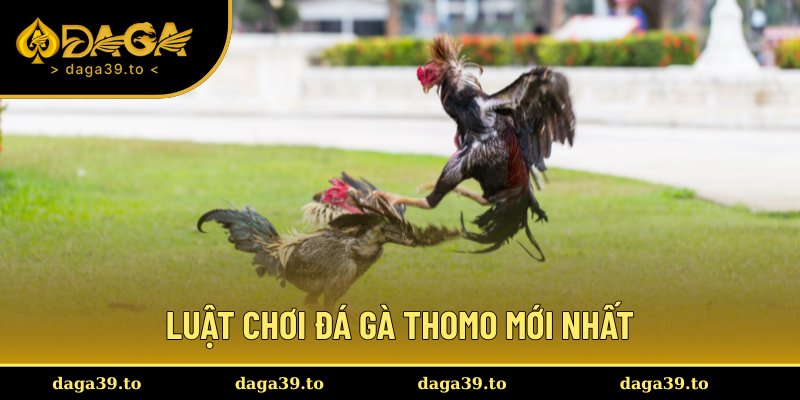 Những quy tắc đơn giản, dễ nhớ khi chơi đá gà bạn nên biết