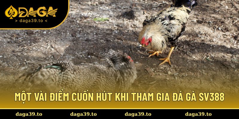 Lợi thế nổi bật khi chơi đá gà tại SV388