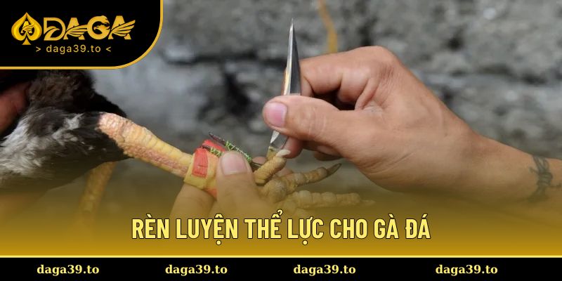 Cách chăm sóc gà đá qua rèn thể lực và kỹ năng