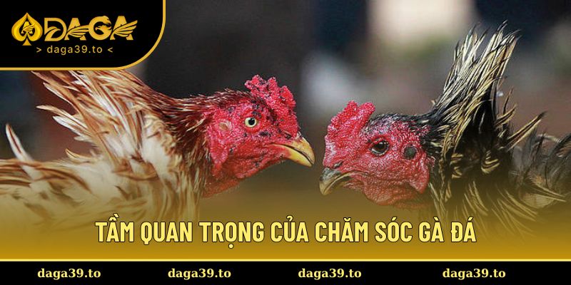 Tầm quan trọng của cách chăm sóc gà đá
