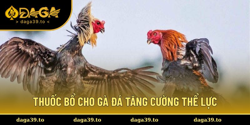 Thuốc bổ cho gà đá
