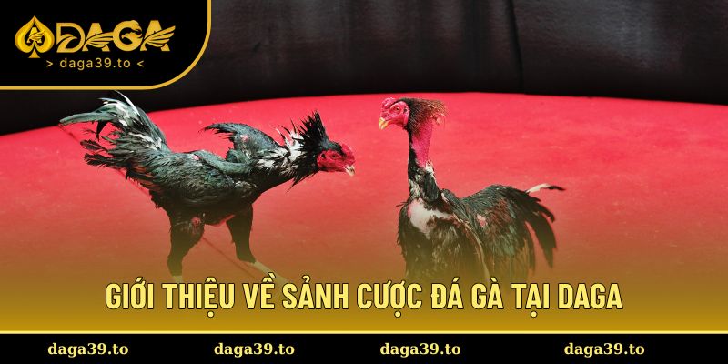 Giới thiệu về sảnh cược đá gà tại DAGA