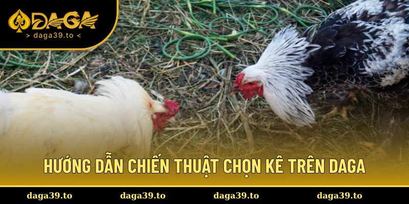 Hướng dẫn chiến thuật chọn kê trên DAGA