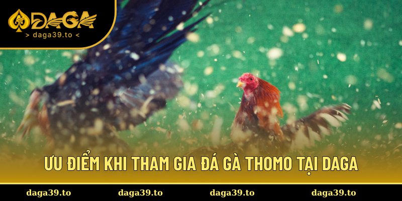 Trải nghiệm hấp dẫn khi tham gia chơi đá gà tại DAGA